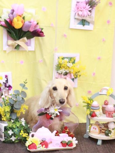 20230308きなこちゃん